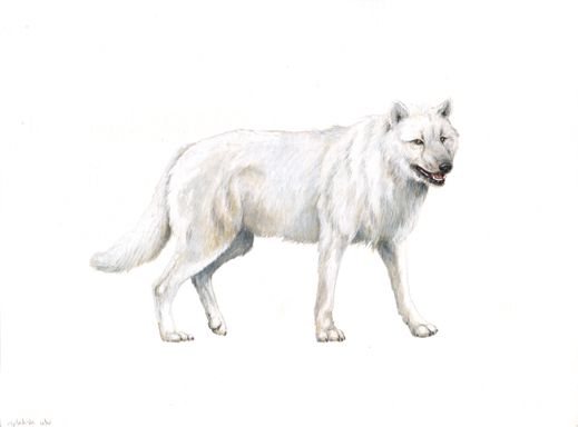 arktisk ulv