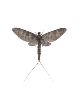 døgnflue subimago germanica