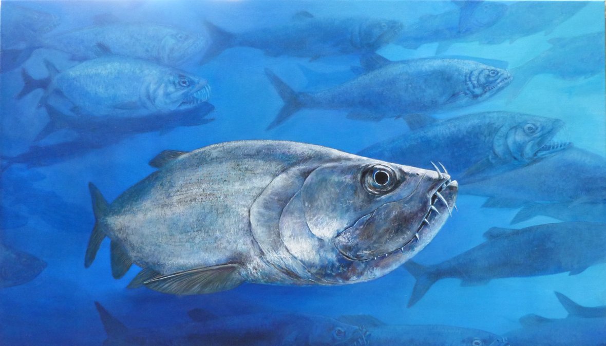 enchodus fisk. maleri 50 x 80 cm . akryl